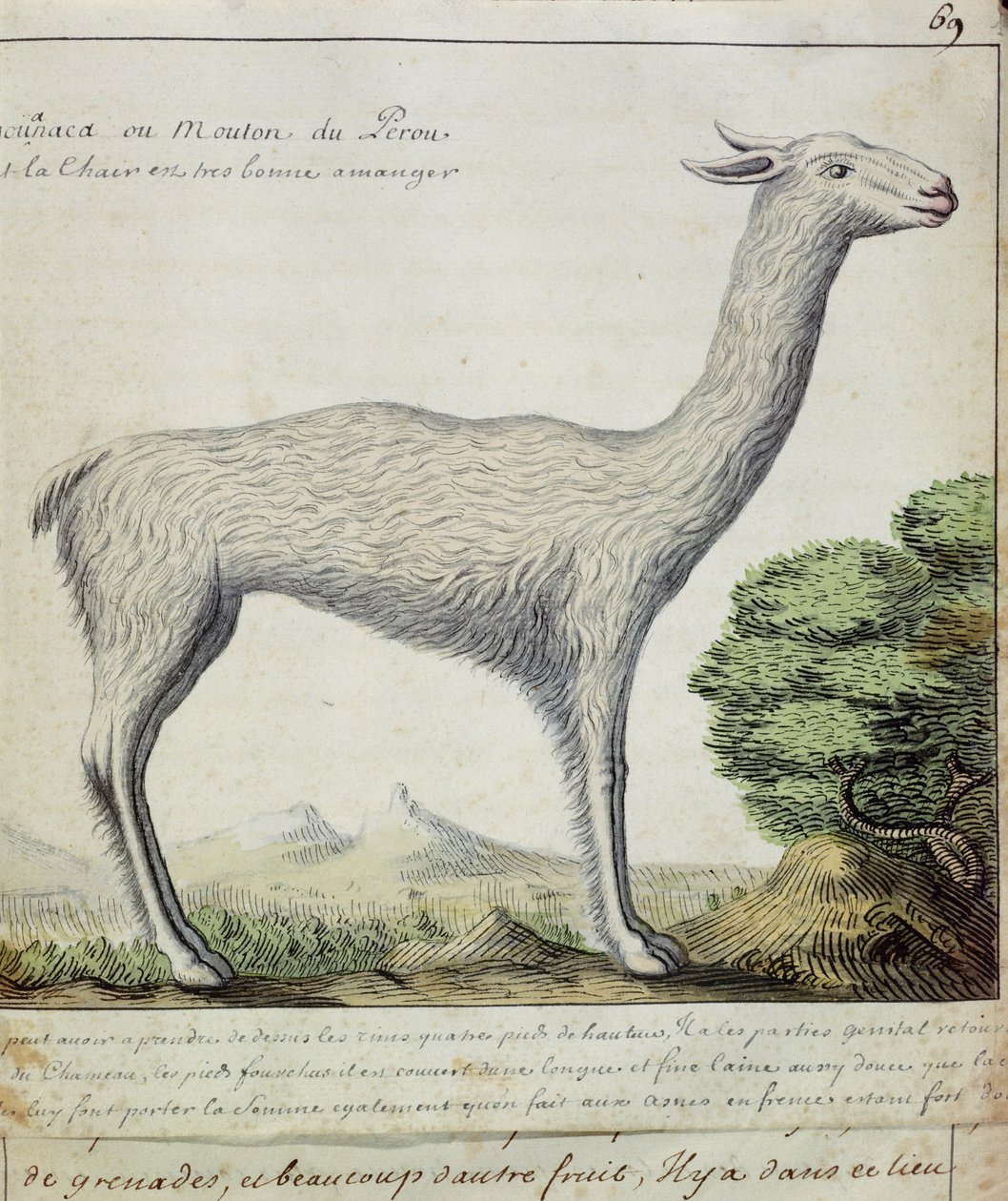 Sheep of Peru (Llama or Alpaca) by French School