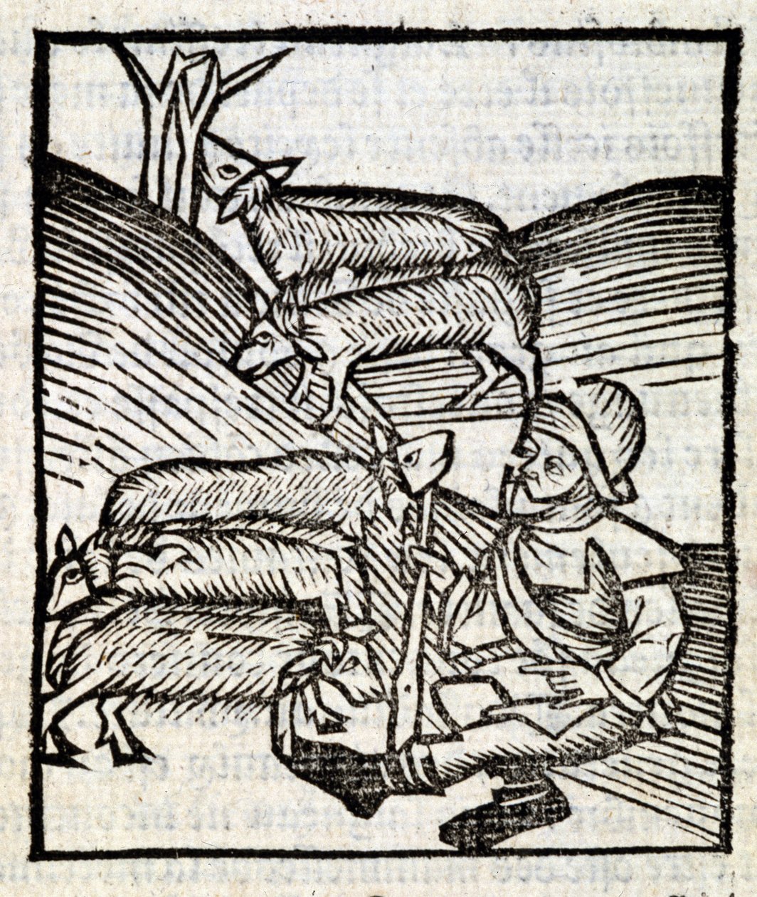 Shepherd Keeping His Lambs in 