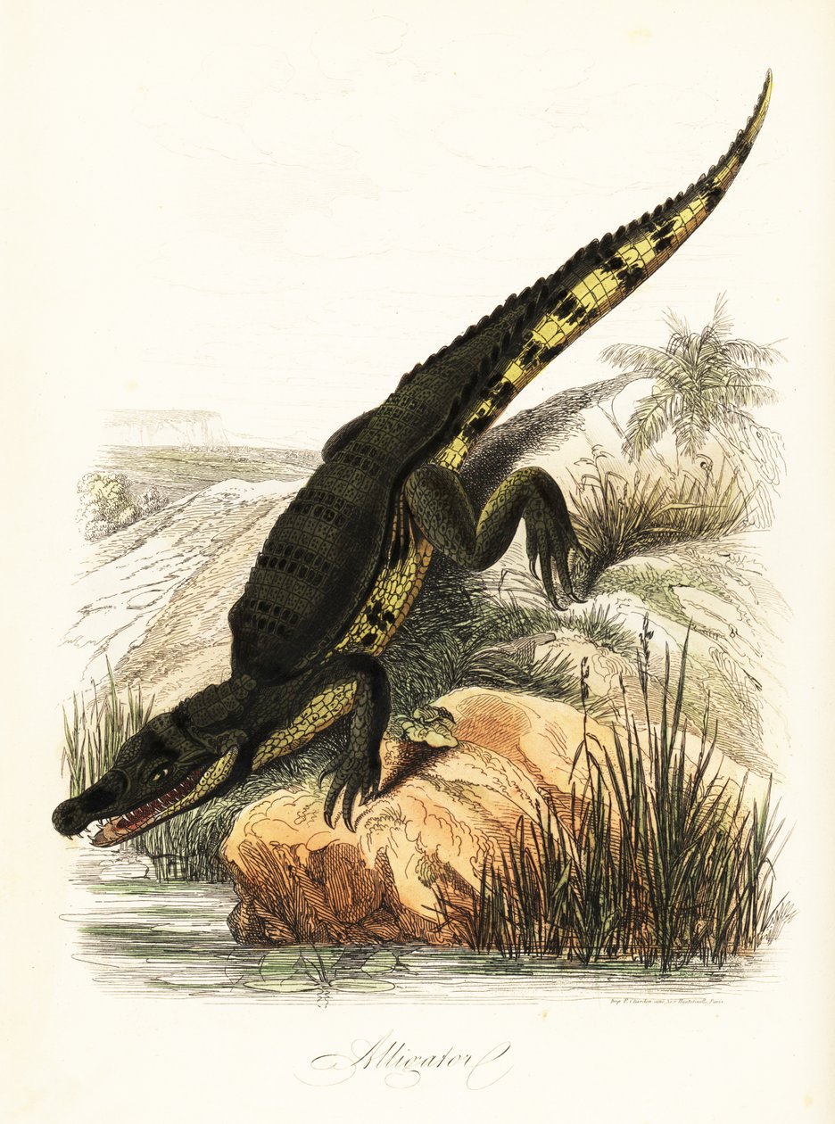 Spectacled Caiman By French School Premium Art Reproduction