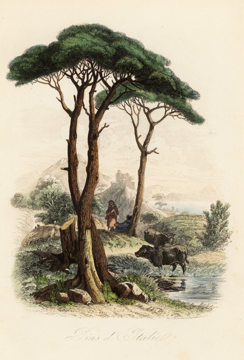 Stone Pine, Pinus Pinea by French School