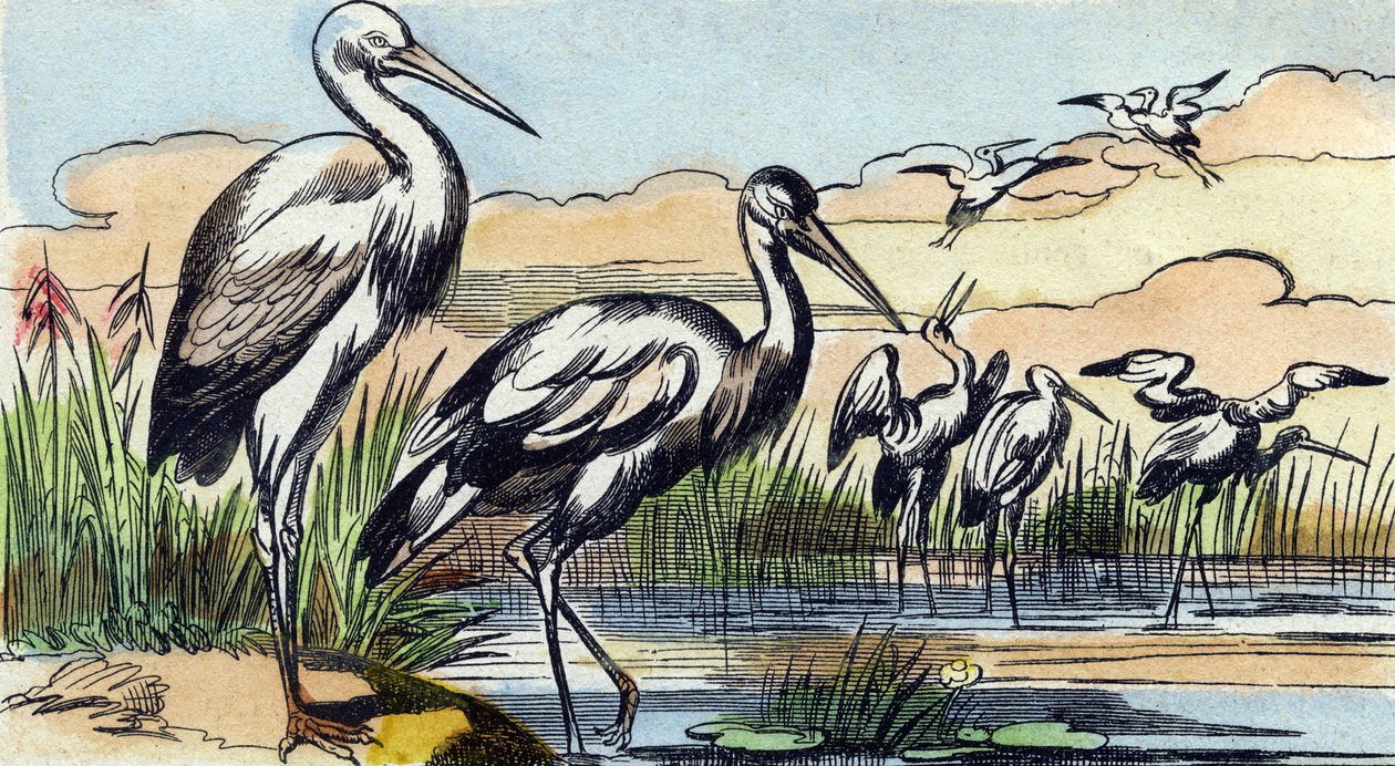Stork (Engraving in "Buffon Alphabet des Oiseaux n 1") by French School