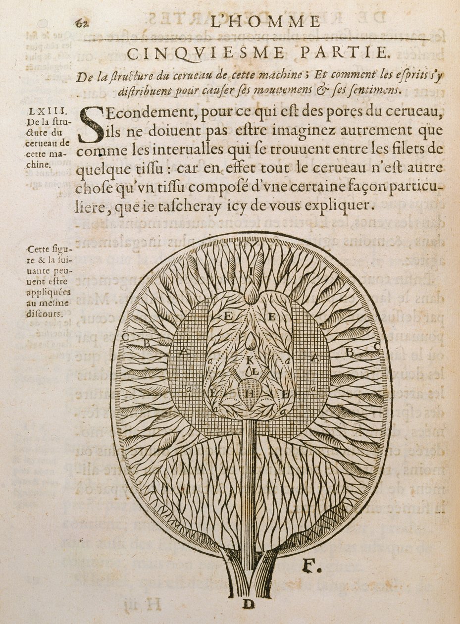 The Structure of the Brain, from De Homine Figuris by Rene Descartes by French School