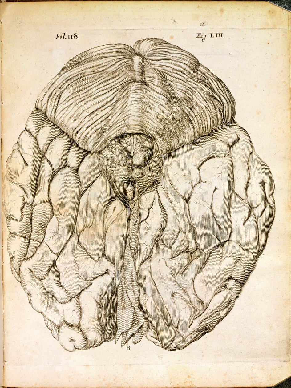The Structure of the Brain, from De Homine Figuris by Rene Descartes, published in The Hague, 1662 by French School