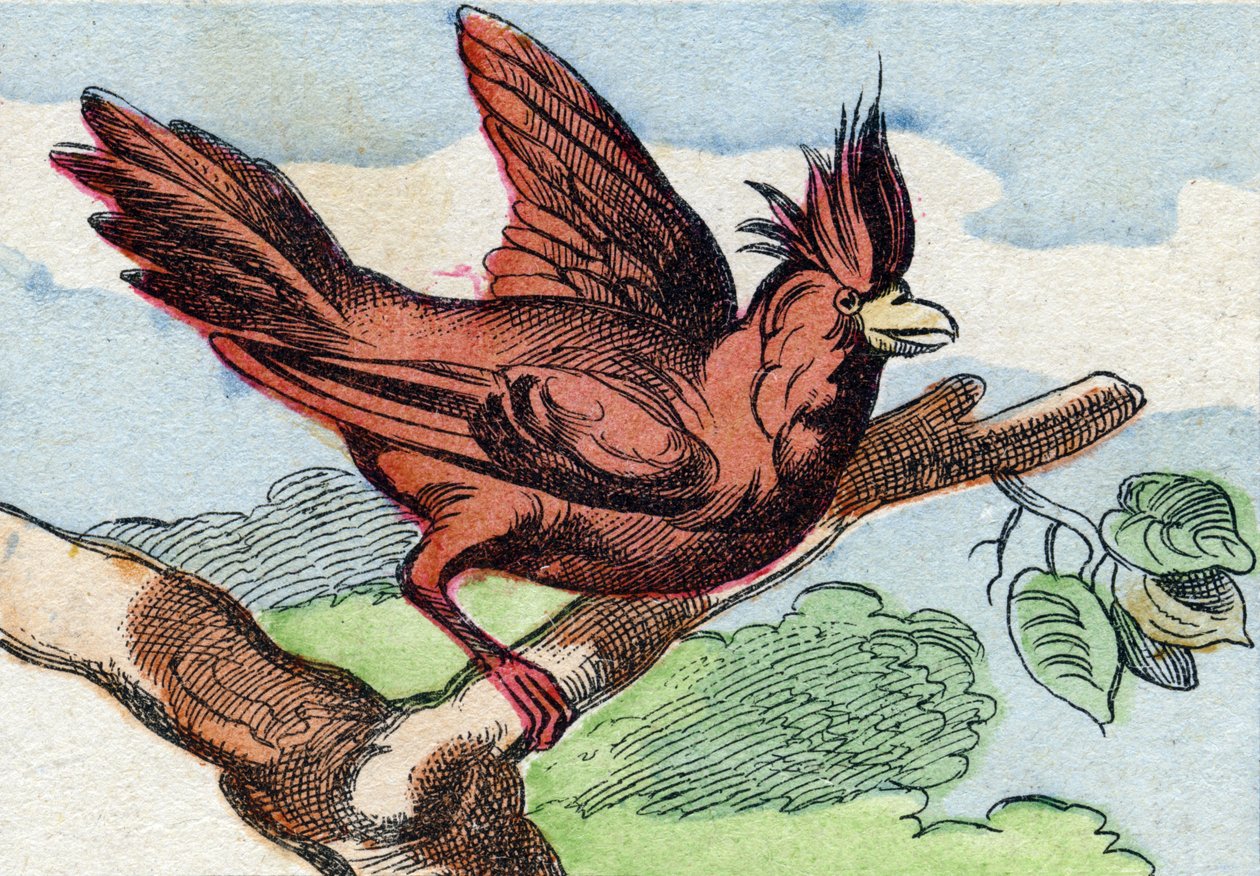 The Cardinal (Engraving in "Buffon Alphabet des Oiseaux n 2") by French School