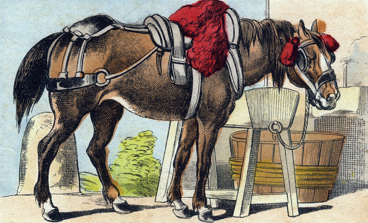 The Horse (Engraving in "Buffon Alphabet des Animaux") by French School