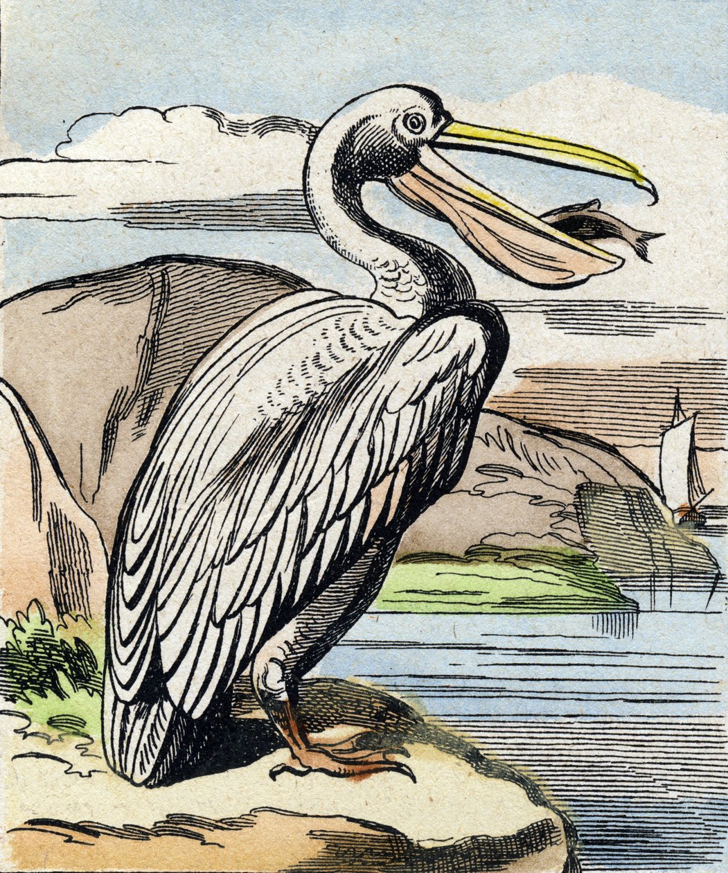 The Pelican (Engraving in "Buffon Alphabet des Oiseaux n 1") by French School