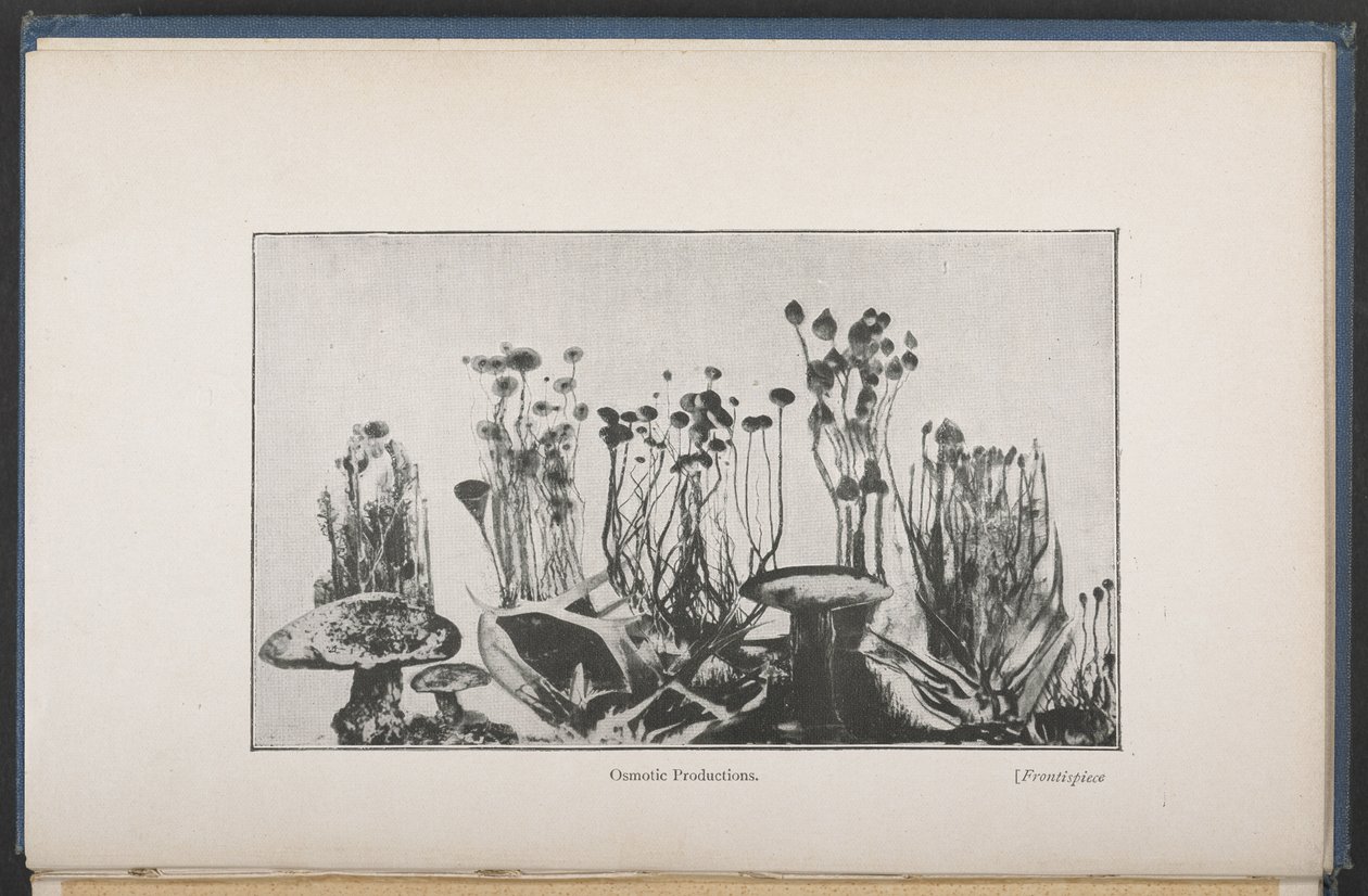 Osmotic Vegetation, Fig. 62, p. 163, from 