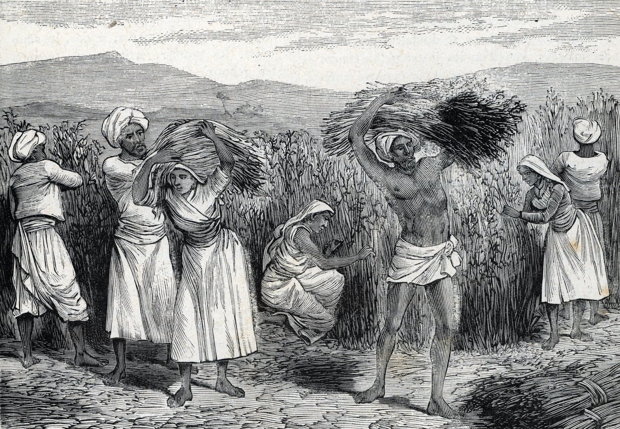 Common smilax or sarsaparille or rough bindweed harvesting in Peru (engraving, 1888) by French School