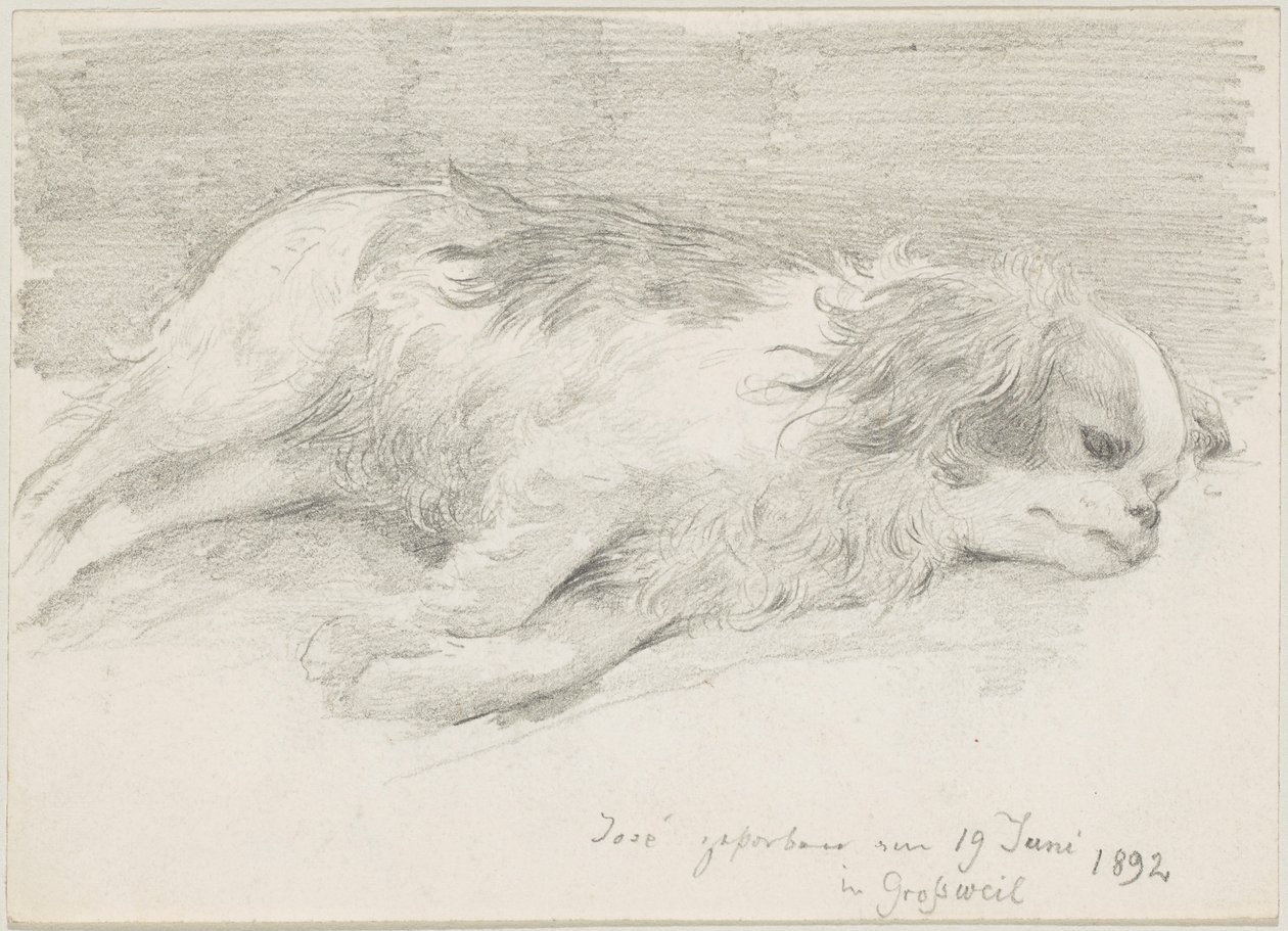 Dog Studies by Friedrich August von Kaulbach
