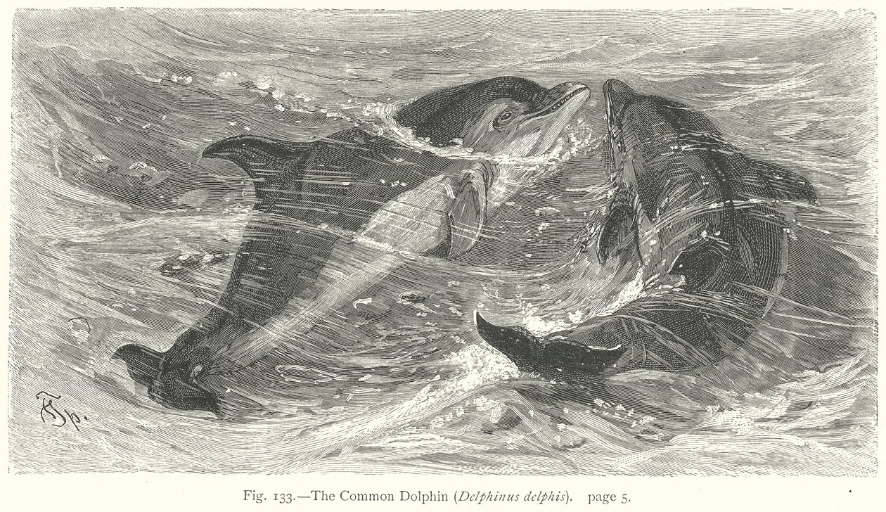 The Common Dolphin (Delphinus Delphis) (engraving) by Friedrich Specht