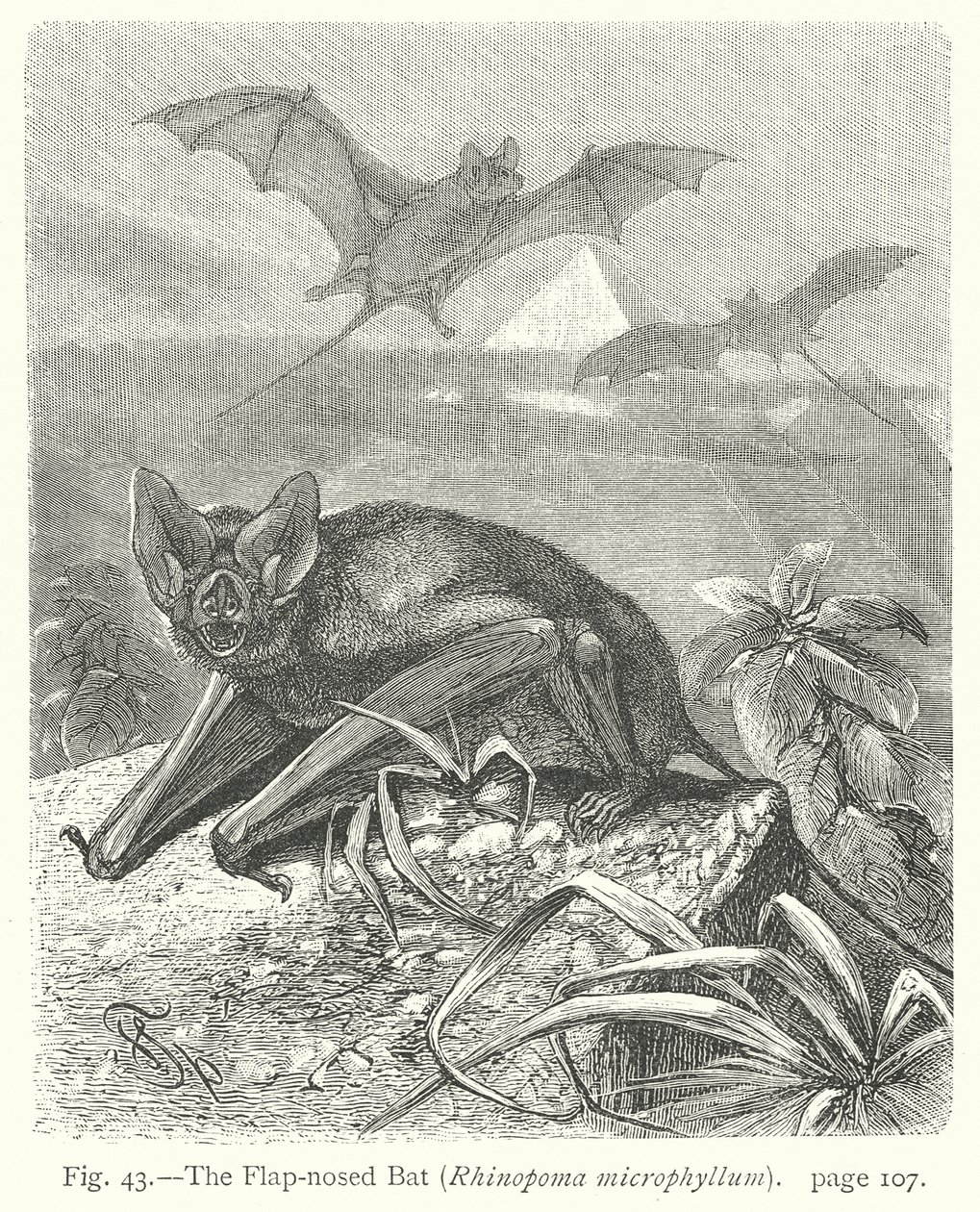 The Flap-Nosed Bat (Rhinopoma Microphyllum) by Friedrich Specht