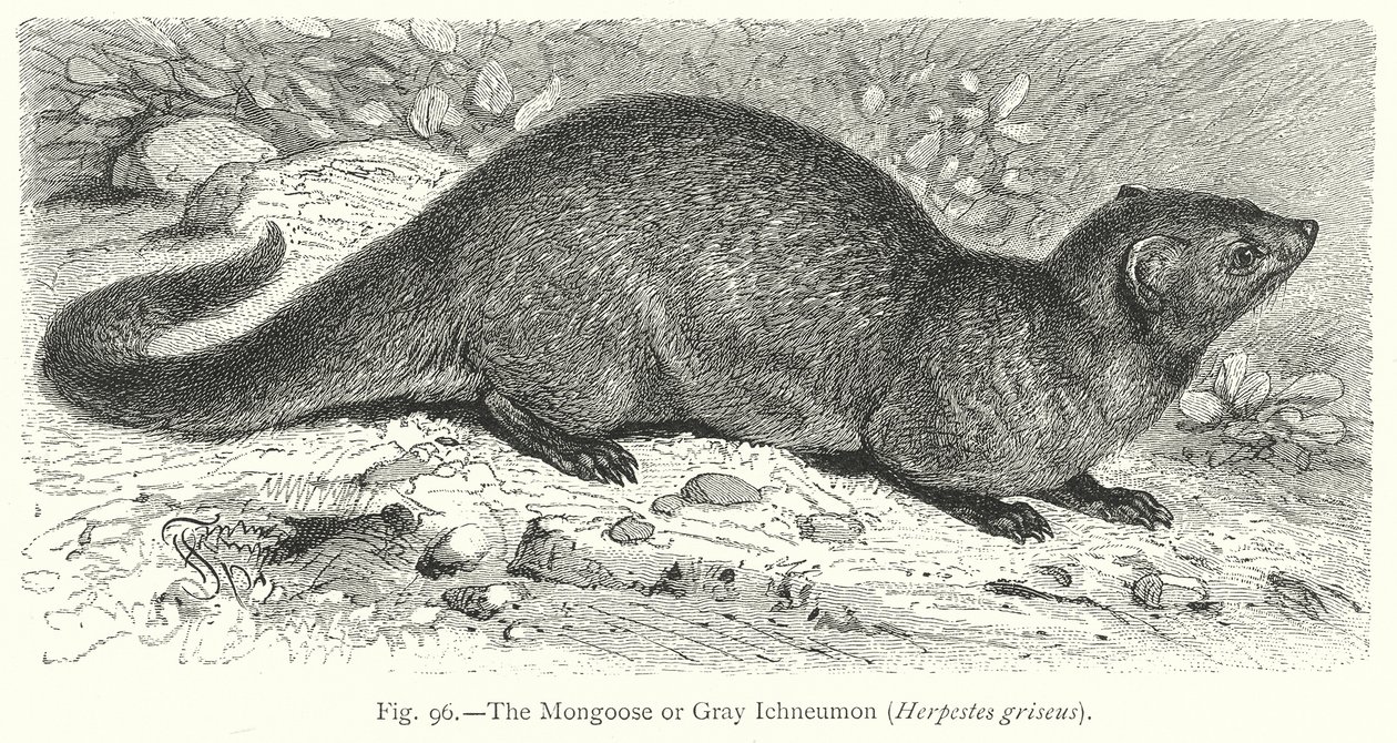 The Mongoose or Gray Ichneumon (Herpestes Griseus) by Friedrich Specht