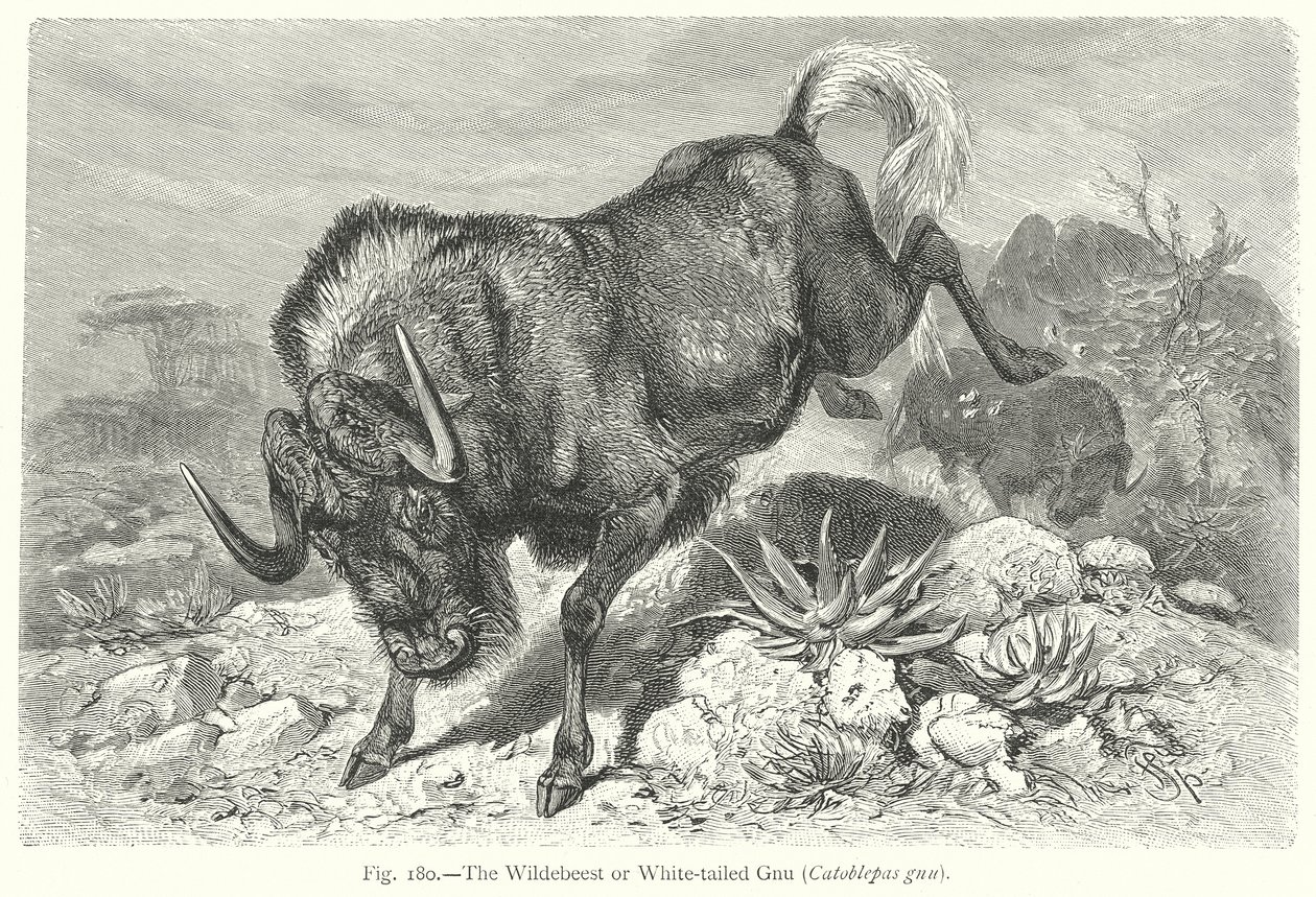 The Wildebeest or White-Tailed Gnu (Catoblepas Gnu) by Friedrich Specht