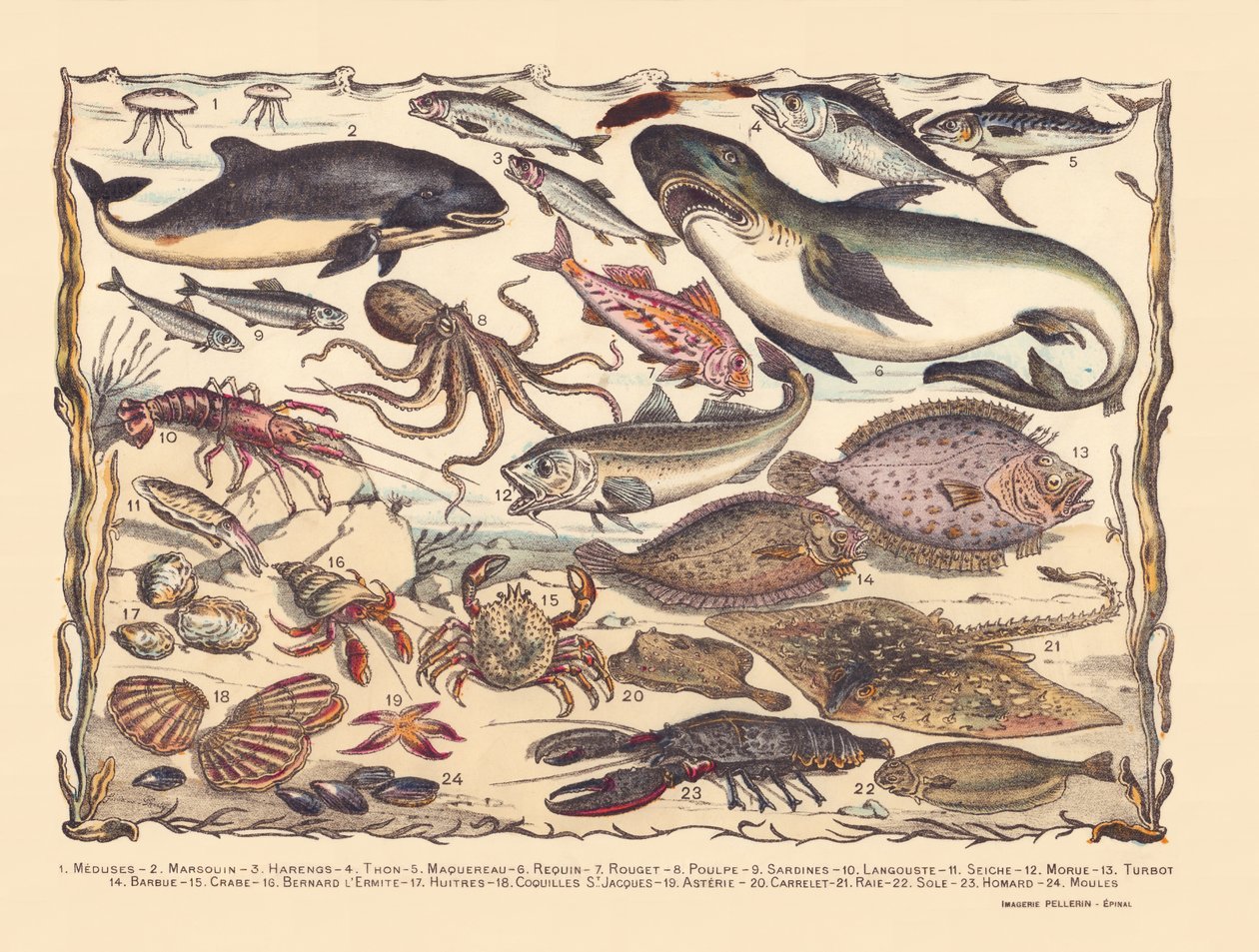 Page 16: Jellyfish, porpoise, herring, tuna, mackerel, shark, mullet, octopus, sardines, lobster, cuttlefish, cod, turbot, beard, crab, hermit Bernard, oysters, scallops, asteria, tile, ray, sole, lobster, mussels by Gabriel Gostiaux
