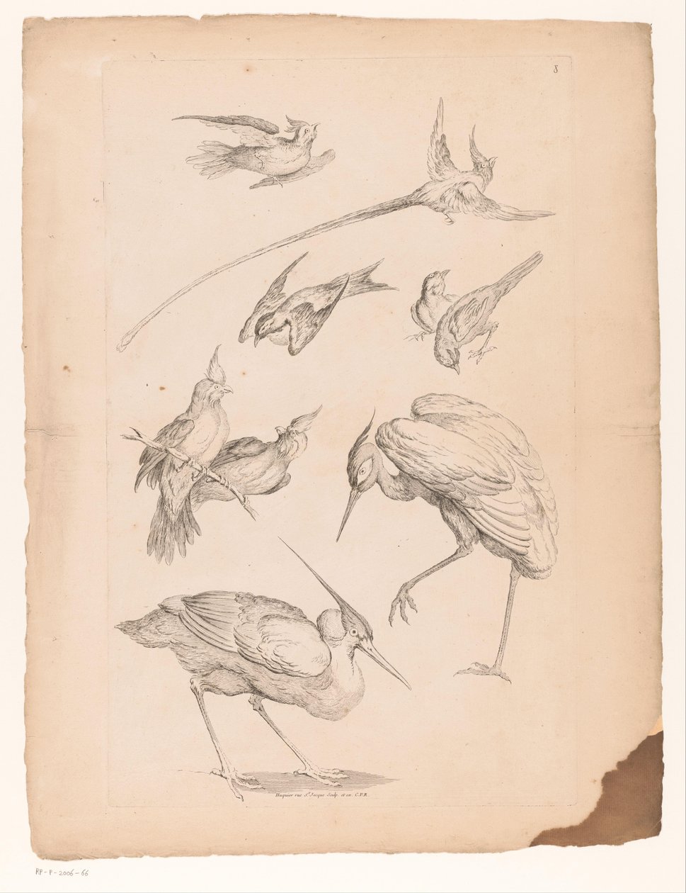 Nine Chinese Birds, Including a Heron and Possibly Birds of Paradise by Gabriel Huquier