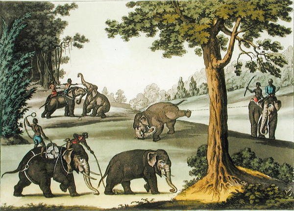 Capturing Elephants in Burma, plate 76 from 