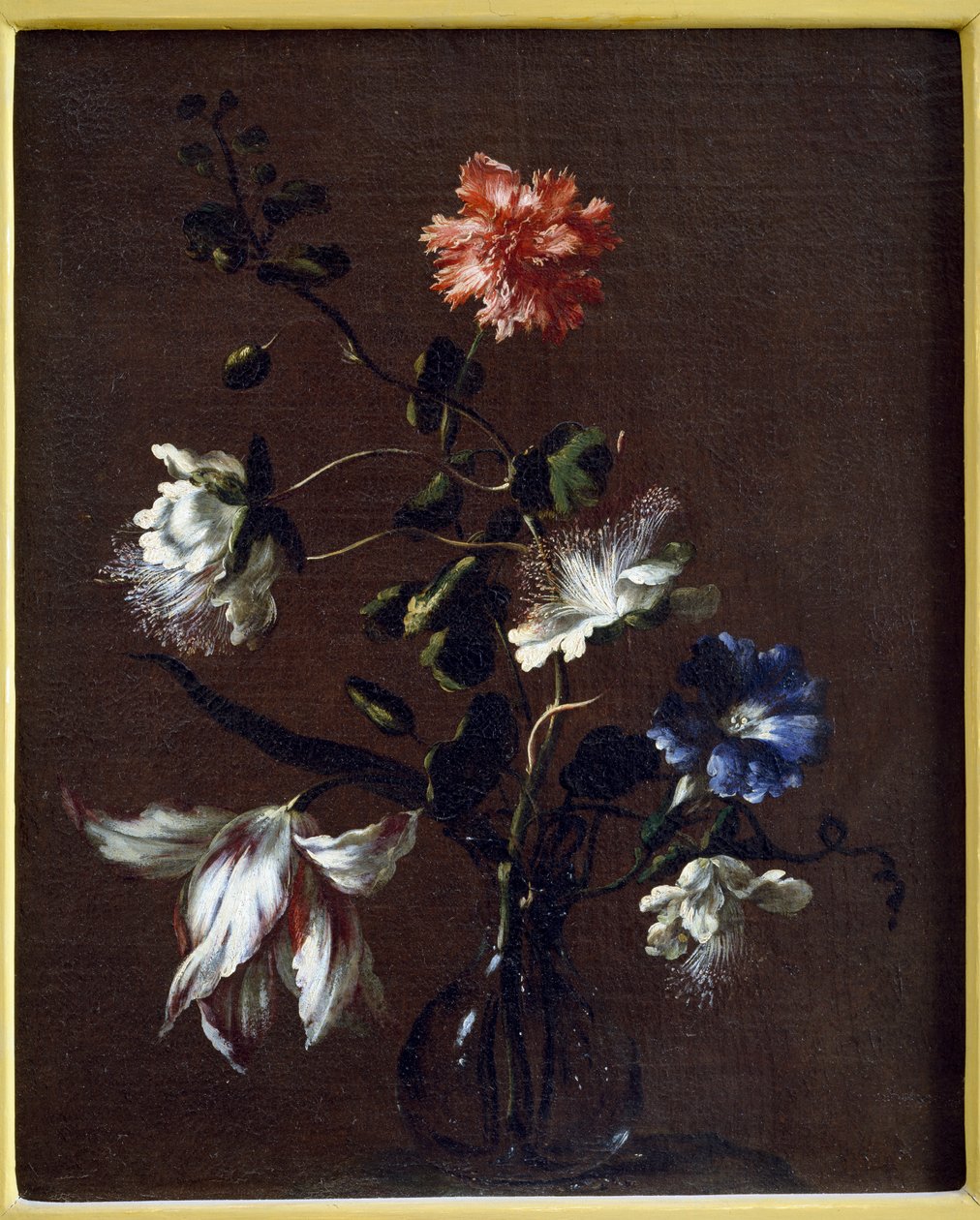 Still life of Caper Flowers, Carnations, Bindweed and Tulips by Gasparo Lopez