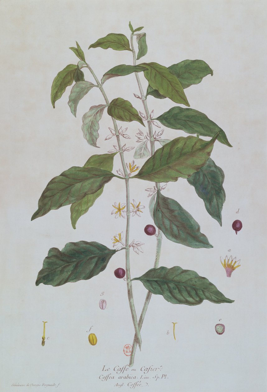 Coffea Arabica (Coffee) botanical plate from 