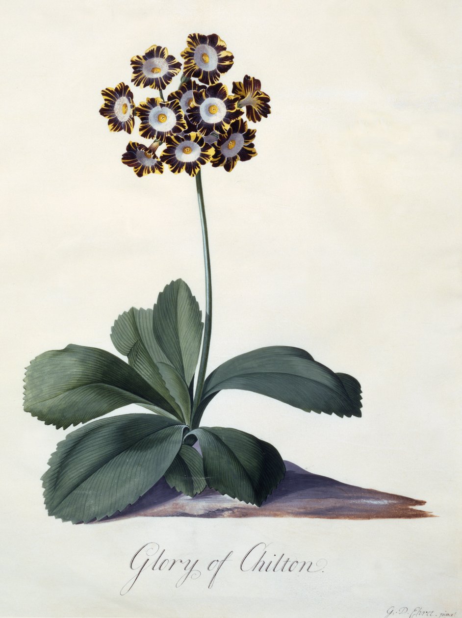 Glory of Chilton, c.1745 by Georg Dionysius Ehret