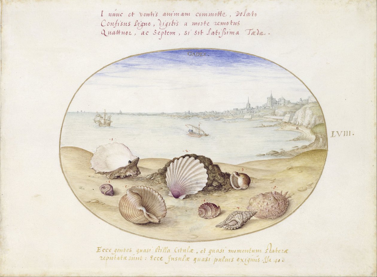 Seashells and View of Cadiz by Georg Hoefnagel