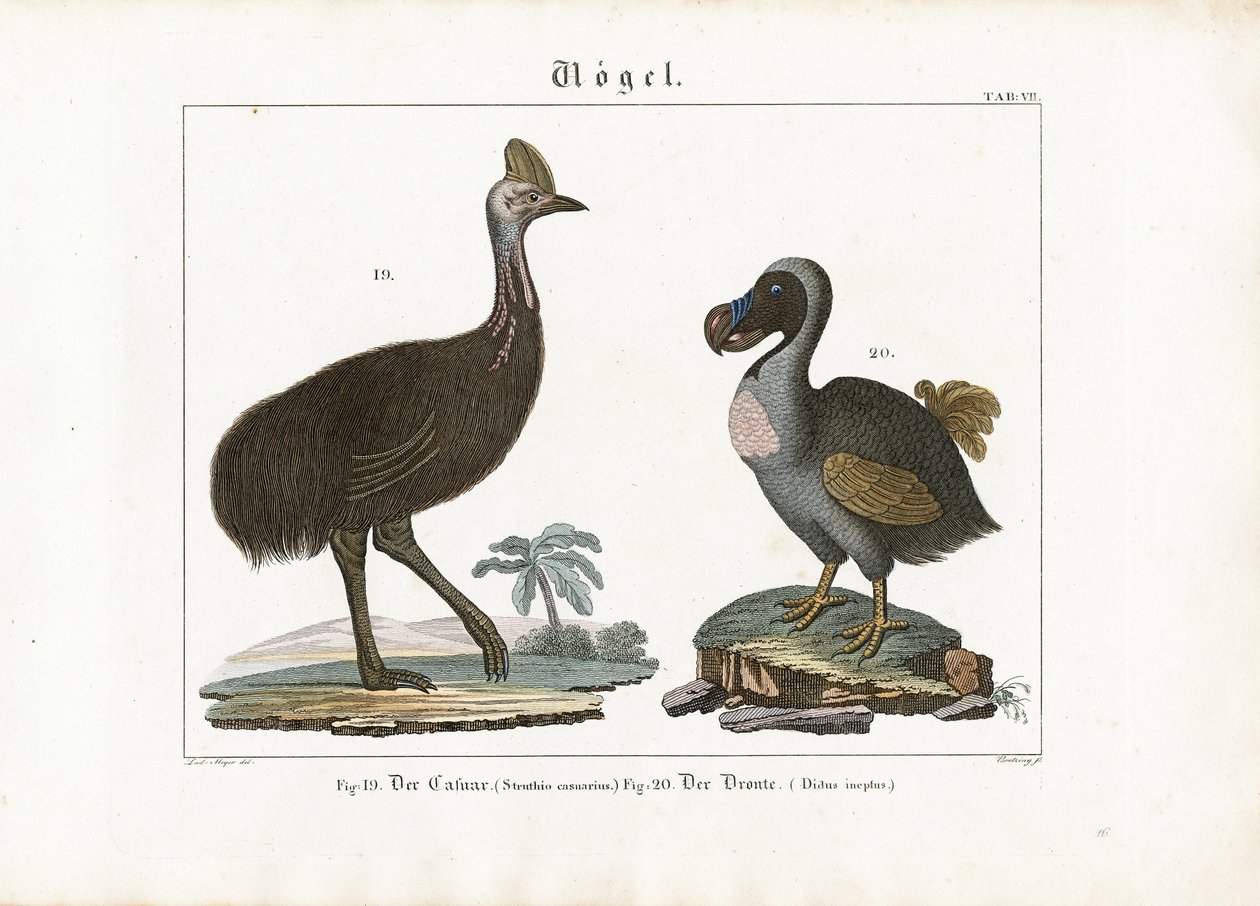Cassowary and Dodo by Georg Bretzing
