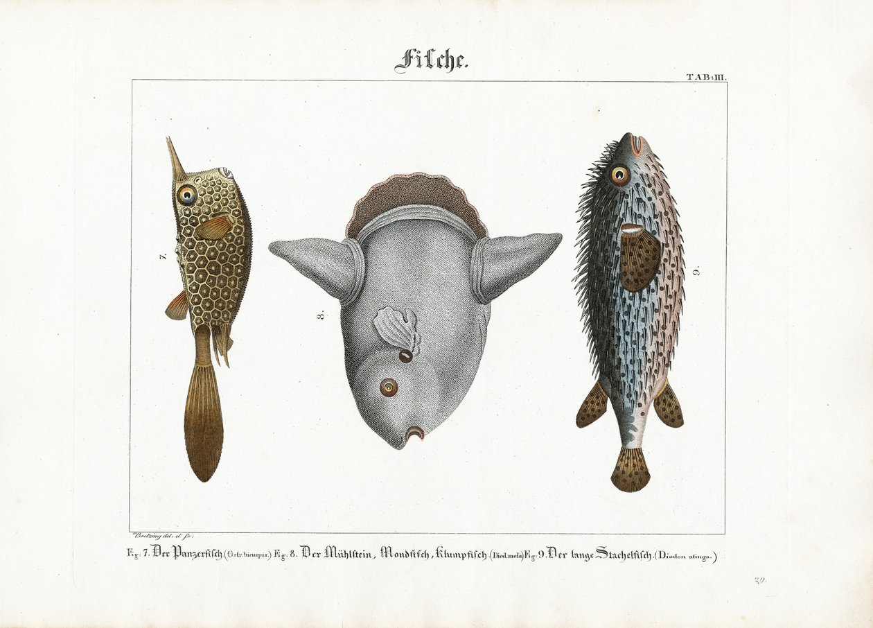 Exotic Fishes: Trunkfish, Ocean Sunfish and Porcupinefish by Georg Bretzing