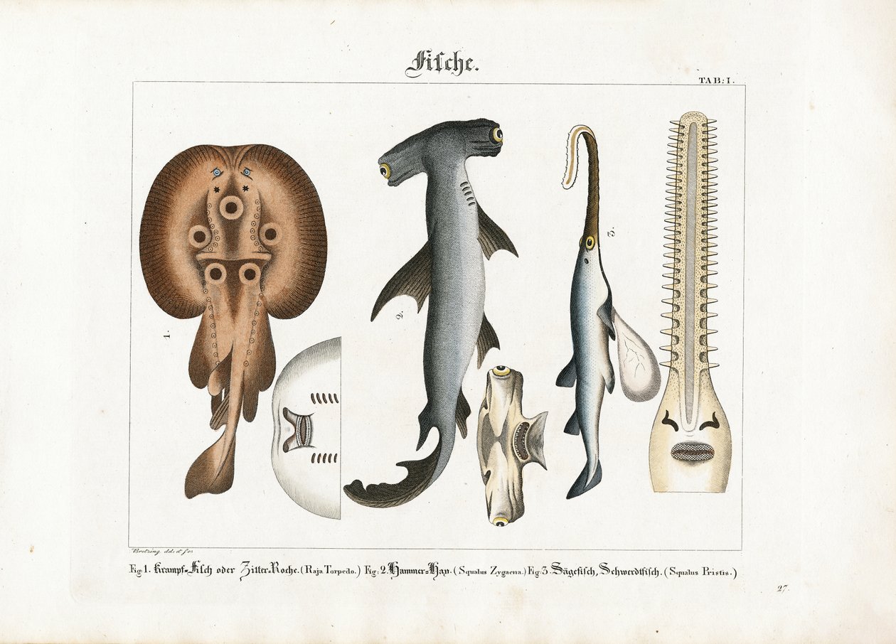 Peculiar Marine Fish Species by Georg Bretzing