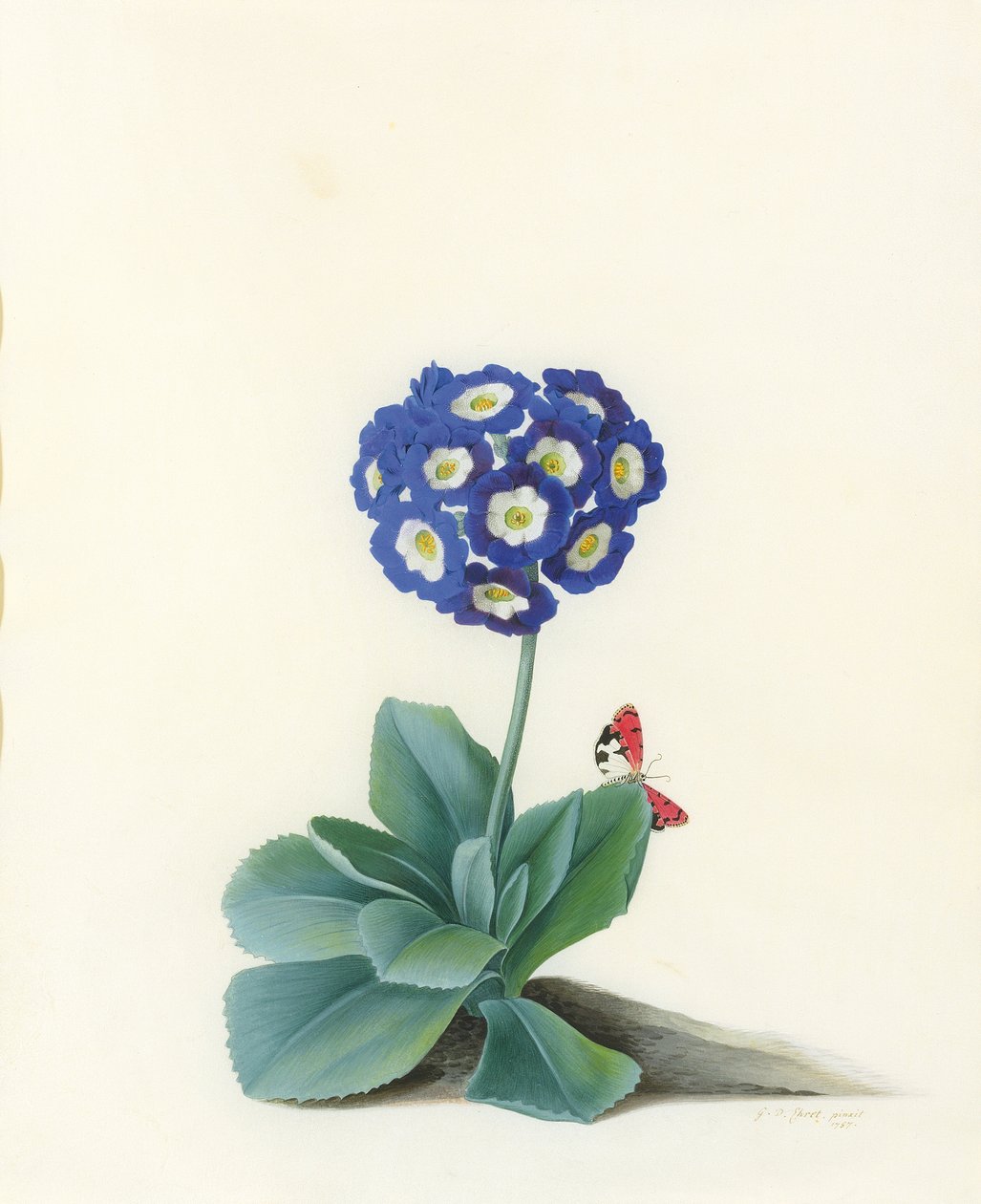 A Blue Auricula by Georg Dionysius Ehret