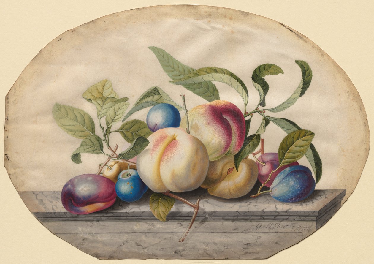 Fruit Arrangement: Peaches and Plums on a Slab of Marble, 1742 by Georg Dionysius Ehret