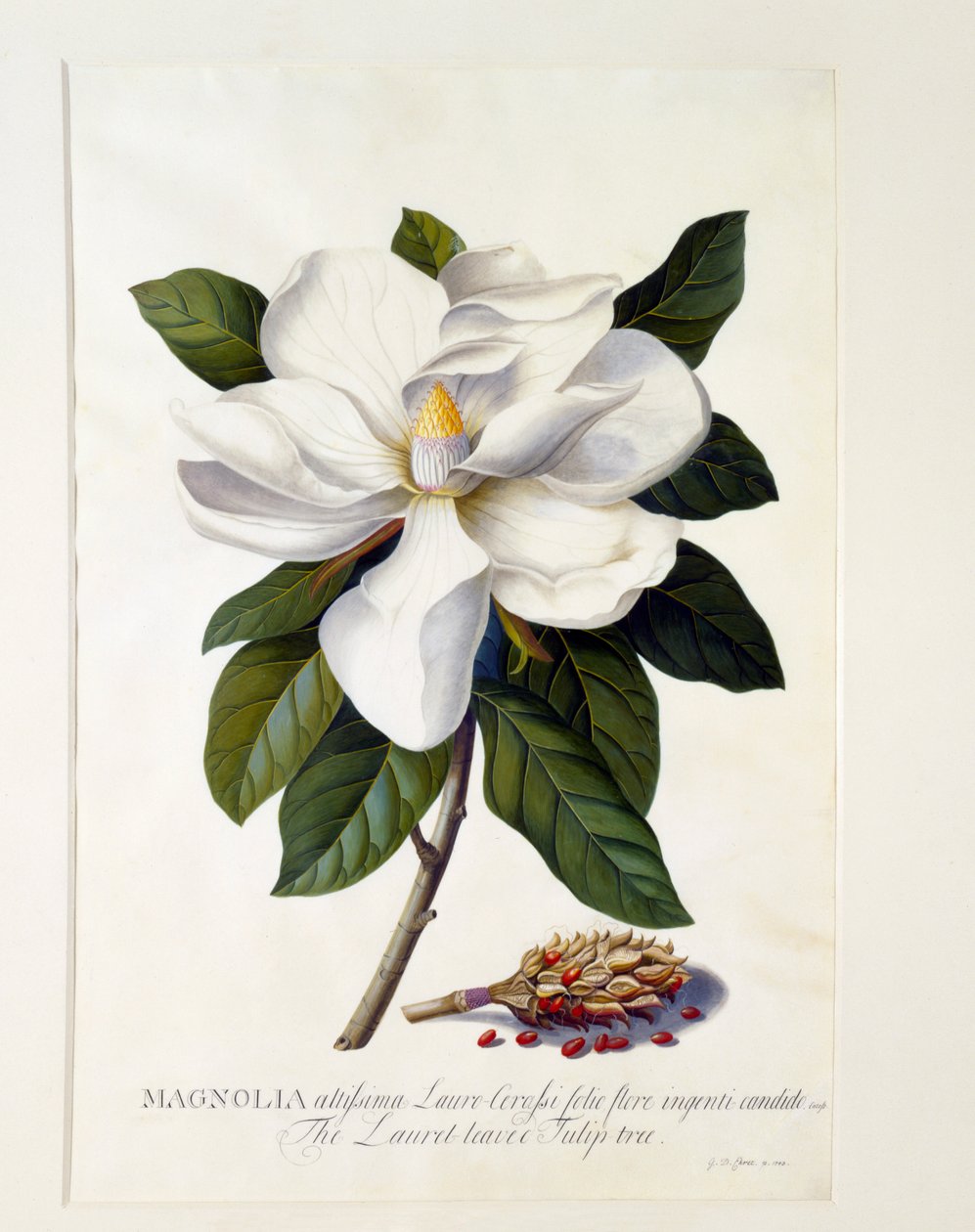 Magnolia Grandiflora by "Georg Dionysius Ehret
