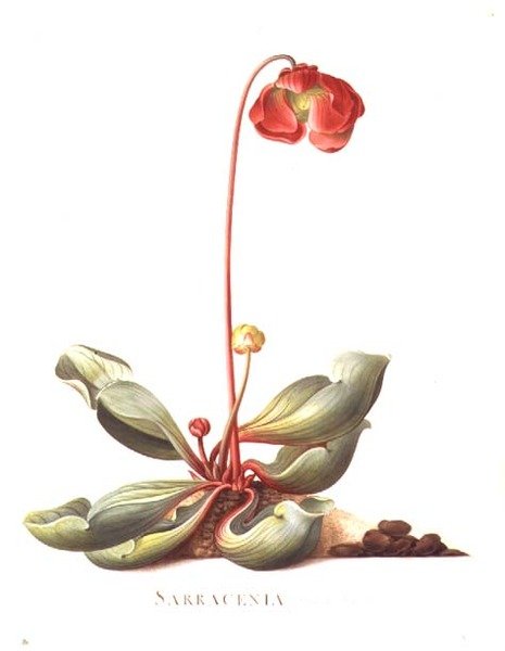 Sarracenia Purpurea (Pitcher Plant) 1764 by Georg Dionysius Ehret