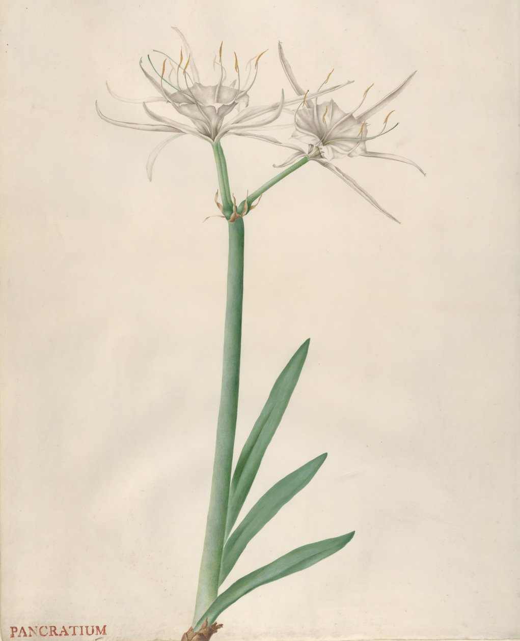 Pancratium by Georg Dionysius Ehret