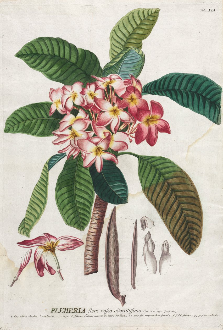Plantae Selectae: No. 41 by Georg Dionysius Ehret