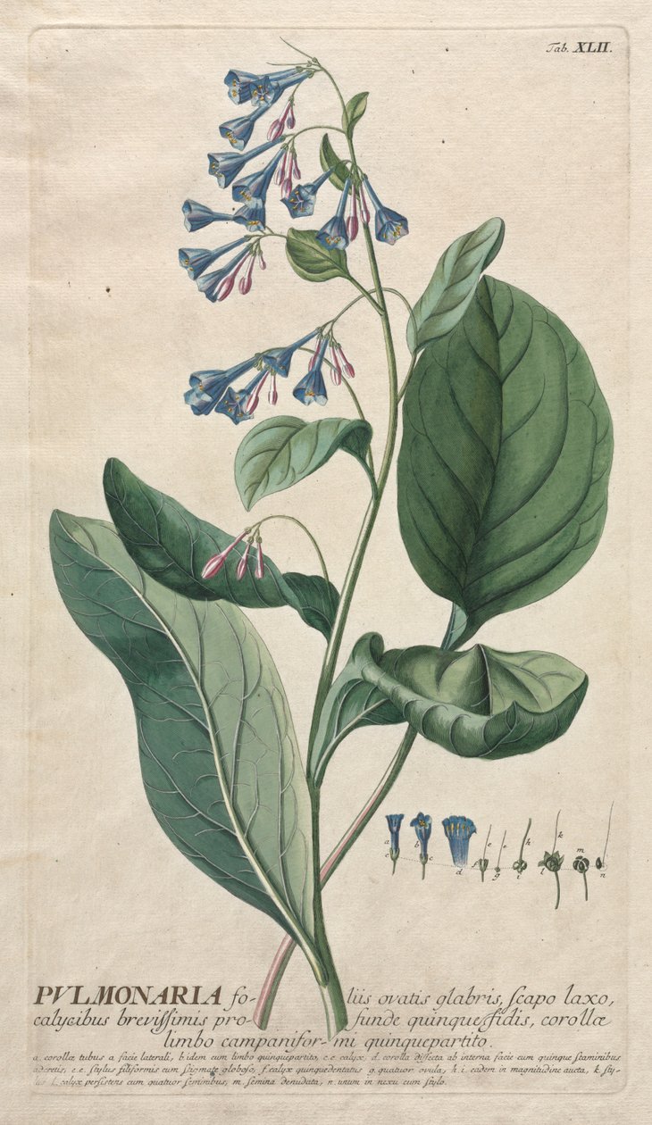 Plantae Selectae: No. 42 - Pulmonaria by Georg Dionysius Ehret