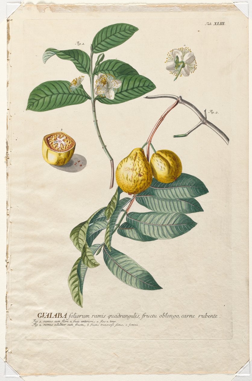Plantae Selectae: Guaiaba by Georg Dionysius Ehret