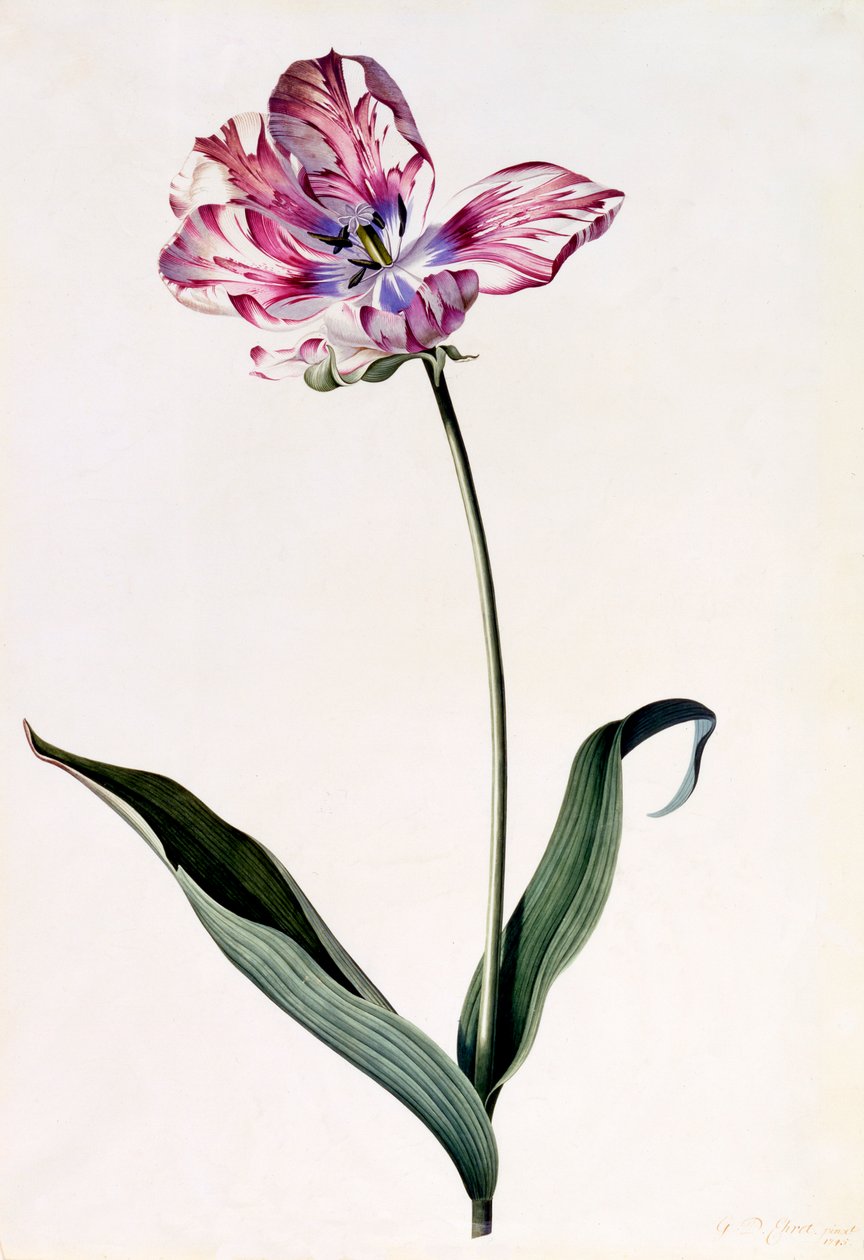 Tulip by "Georg Dionysius Ehret