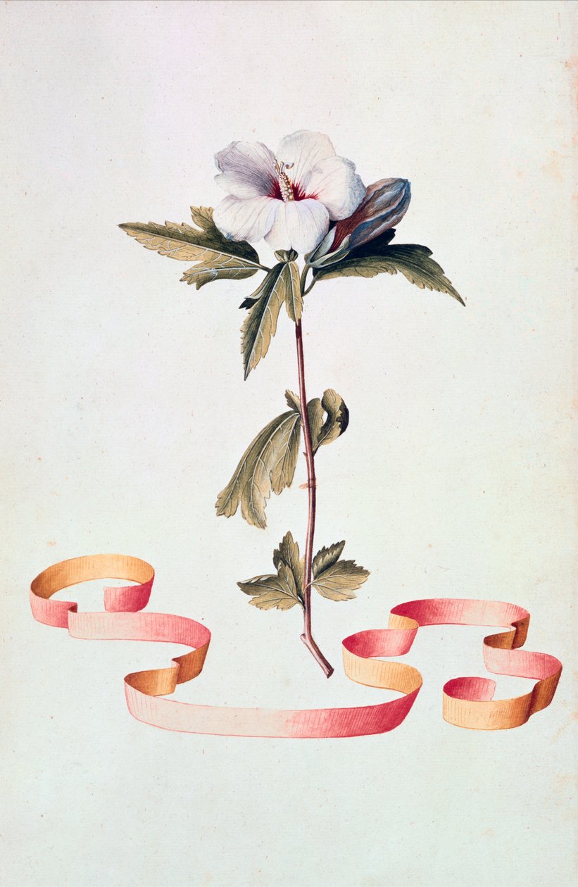 White Hibiscus by Georg Dionysius Ehret