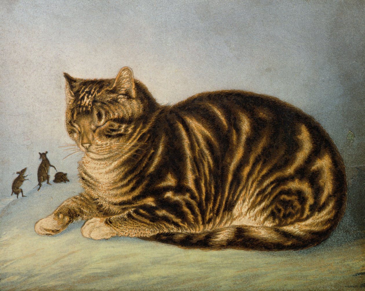 Puss Napping by George Baxter: Buy fine art print