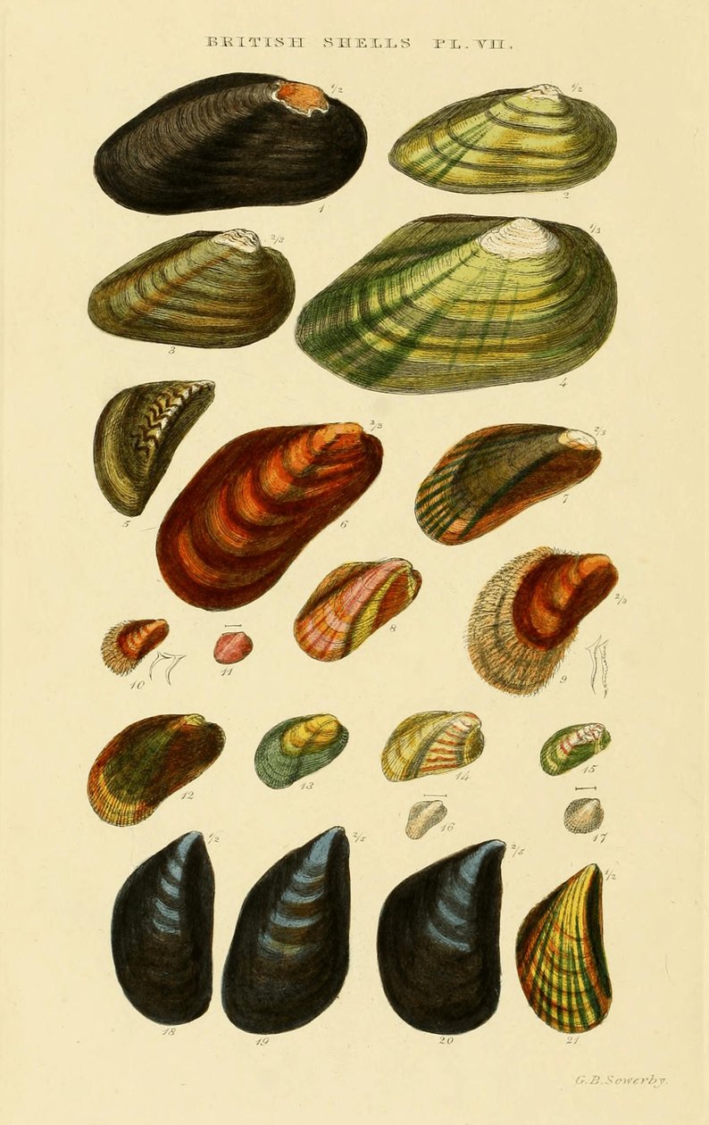 Illustrated Index of British Shells