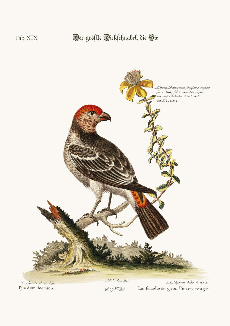 The Greatest Bulfinch-Hen, 1749-73 by George Edwards
