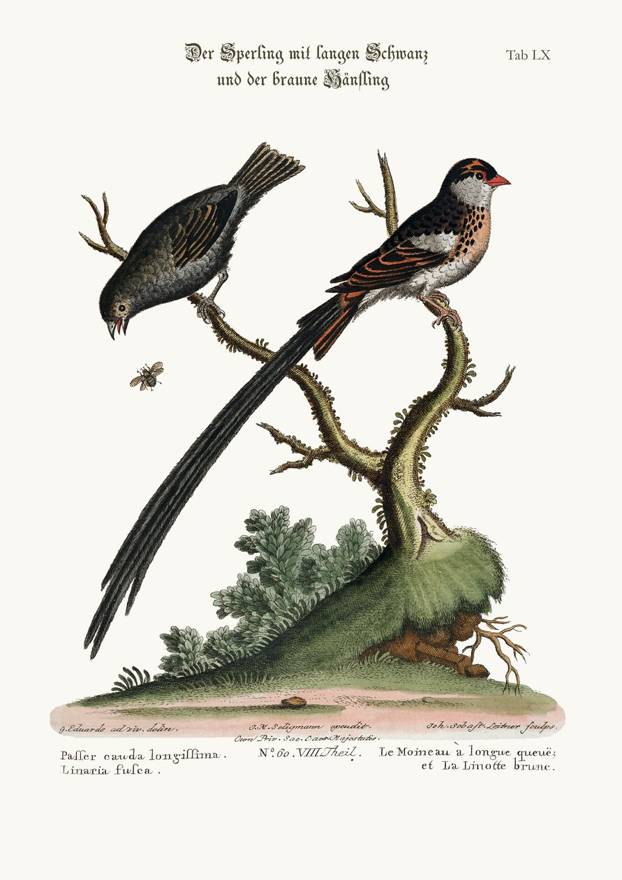 The Long-tailed Sparrow, and the Dusky Linnet, 1749-73 by George Edwards