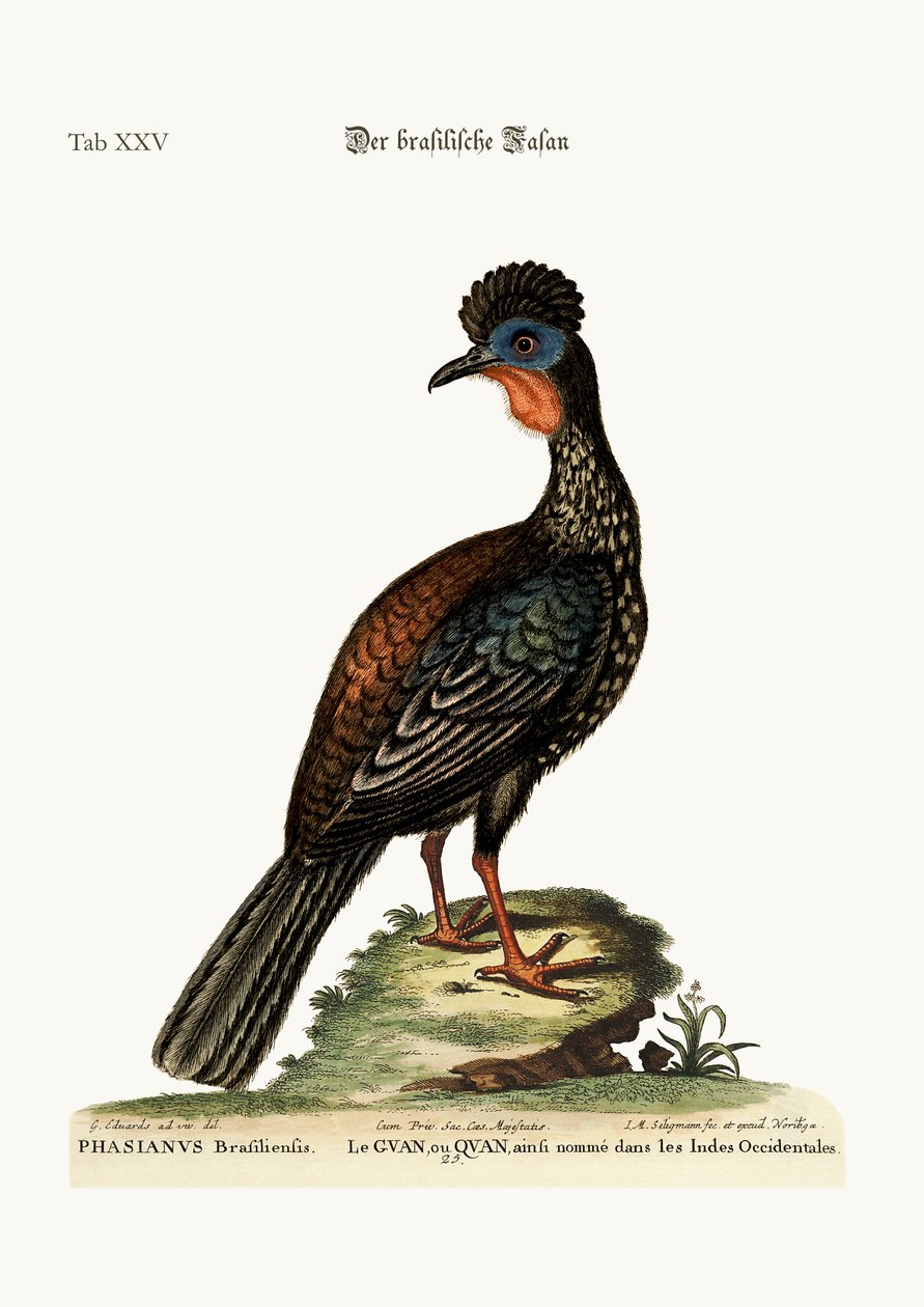 The Quan or Guan by George Edwards
