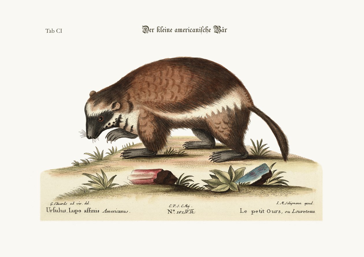 The Quick-Hatch or Wolverene by George Edwards