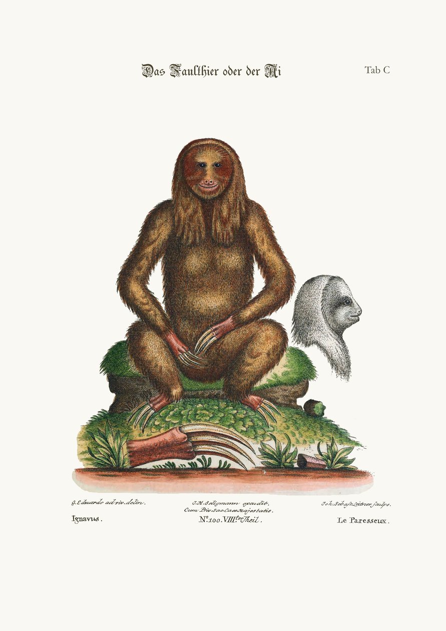 The Sloth, 1749-73 by George Edwards: Buy fine art print