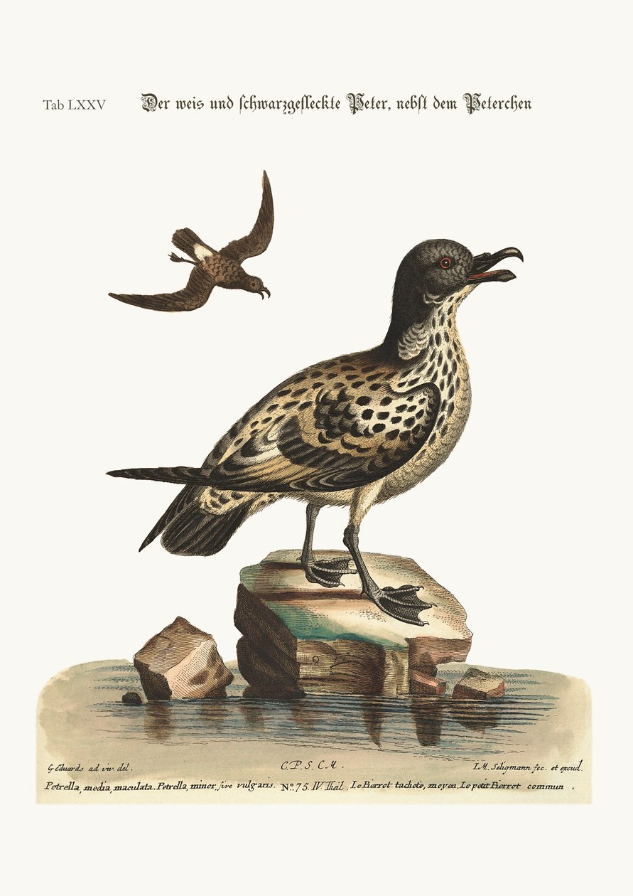 The White and Black Spotted Peteril, and the Little Peteril by George Edwards
