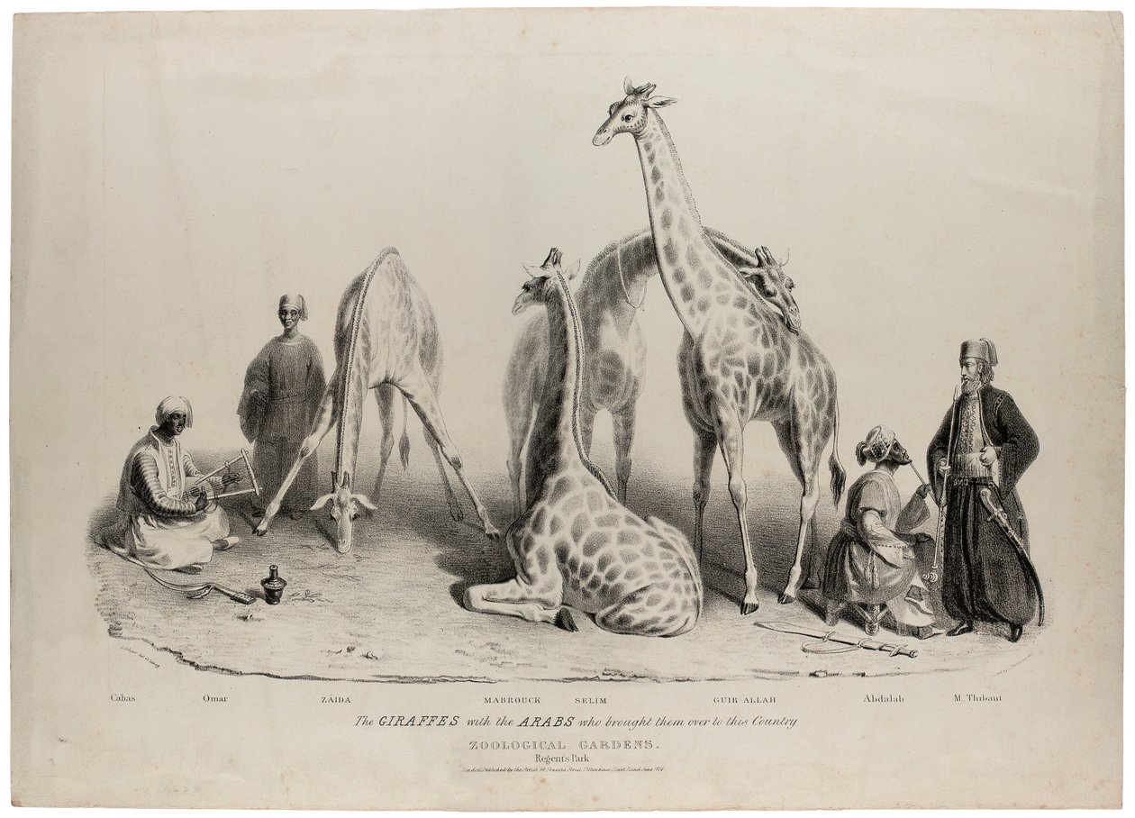 The giraffes with the Arabs who brought them over to this country, Zoological Gardens, Regents Park, London, June 1836 by George Snr Scharf