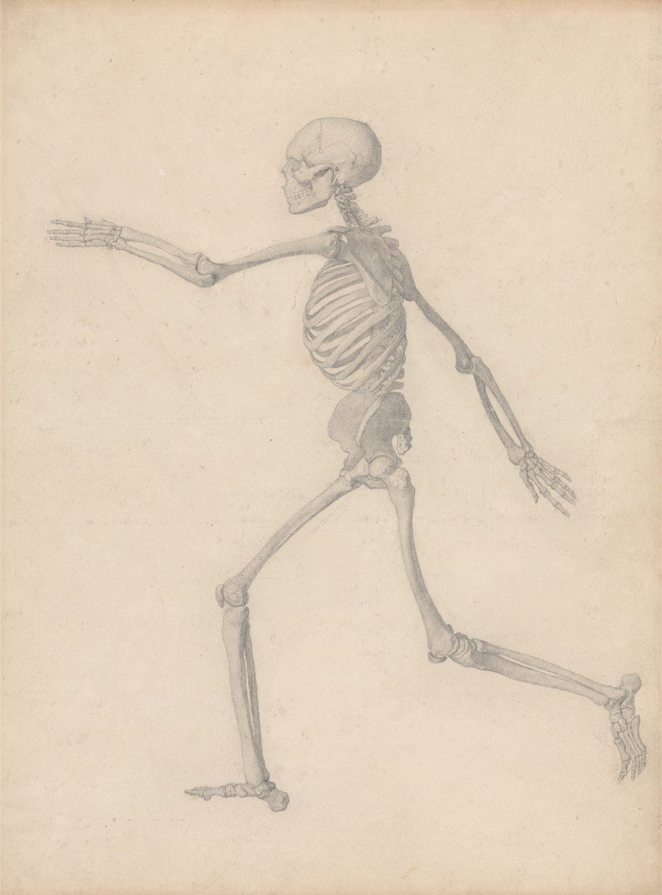 A Comparative Anatomical Exposition of the Structure of the Human Body with That of a Tiger and a Common Fowl: Human Skeleton, Lateral View (Close to the Final Study for Table III But Differs in Detail) by George Stubbs