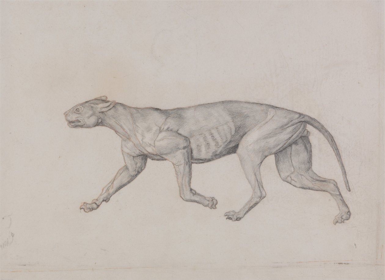 A Comparative Anatomical Exposition of the Structure of the Human Body with That of a Tiger and a Cow by George Stubbs