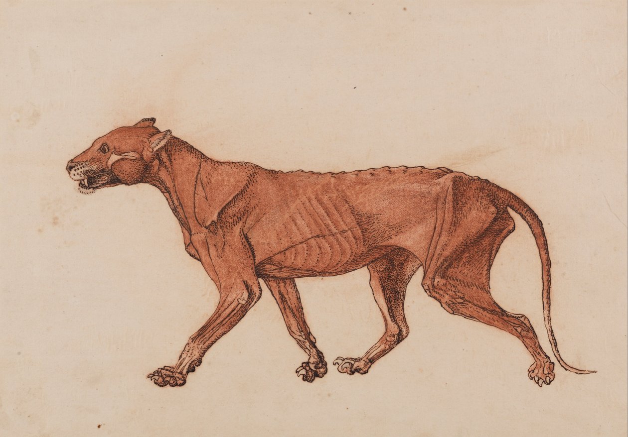A Comparative Anatomical Exposition of the Structure of the Human Body with That of a Tiger and a Cow by George Stubbs