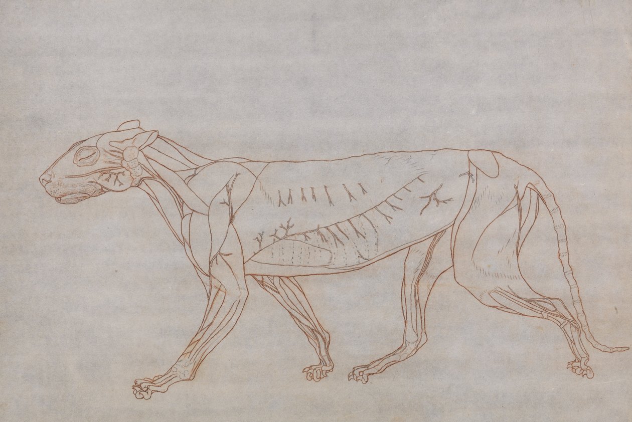 A Comparative Anatomical Exposition of the Structure of the Human Body with That of a Tiger and a Cow by George Stubbs